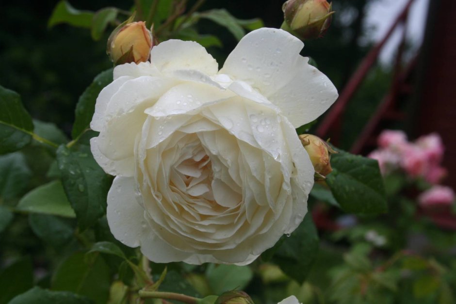 Плетистые роза Клер Остин