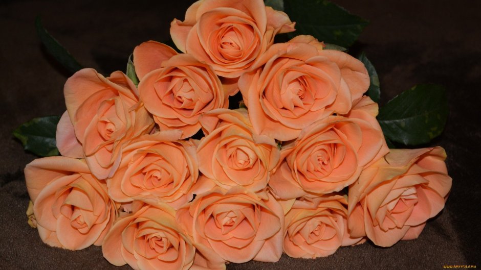 Роза Дукат персиковый