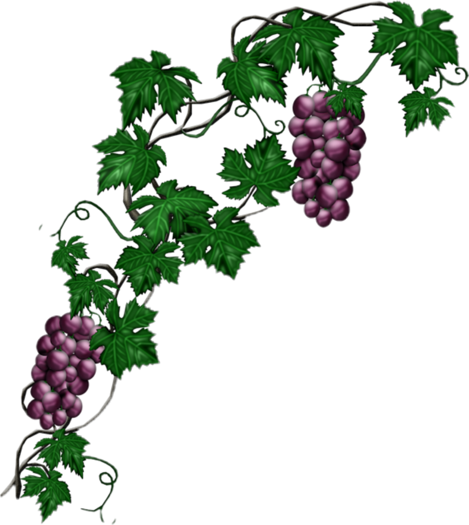 Виноградная ветка