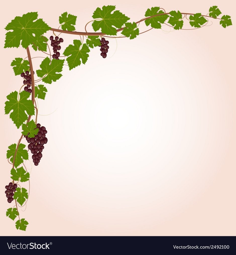 Виноградная лоза плетущаяся