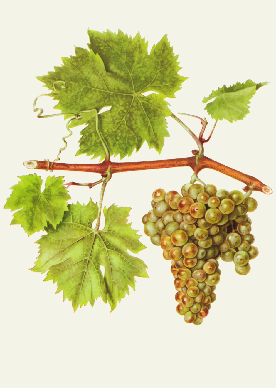 Виноград обыкновенный - Vitis vinifera 'Muscat'