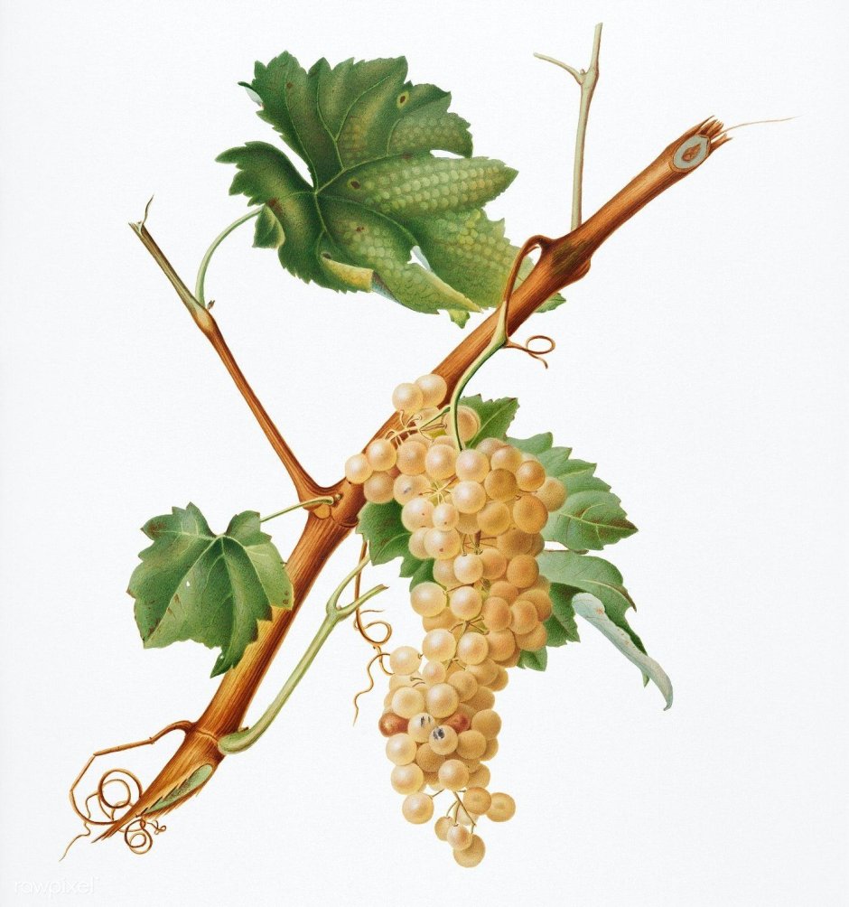 Куст виноградной лозы