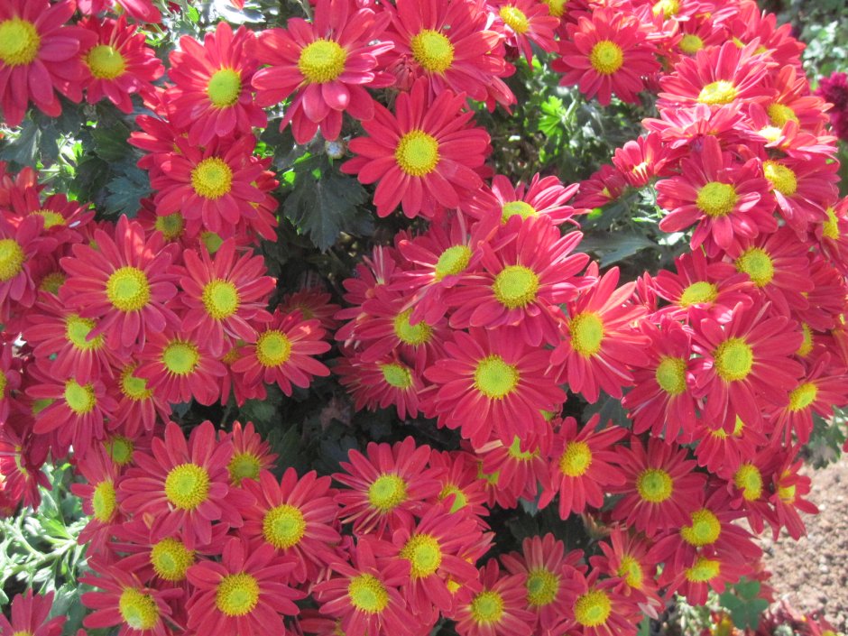 Хризантема корейская красная Ромашка