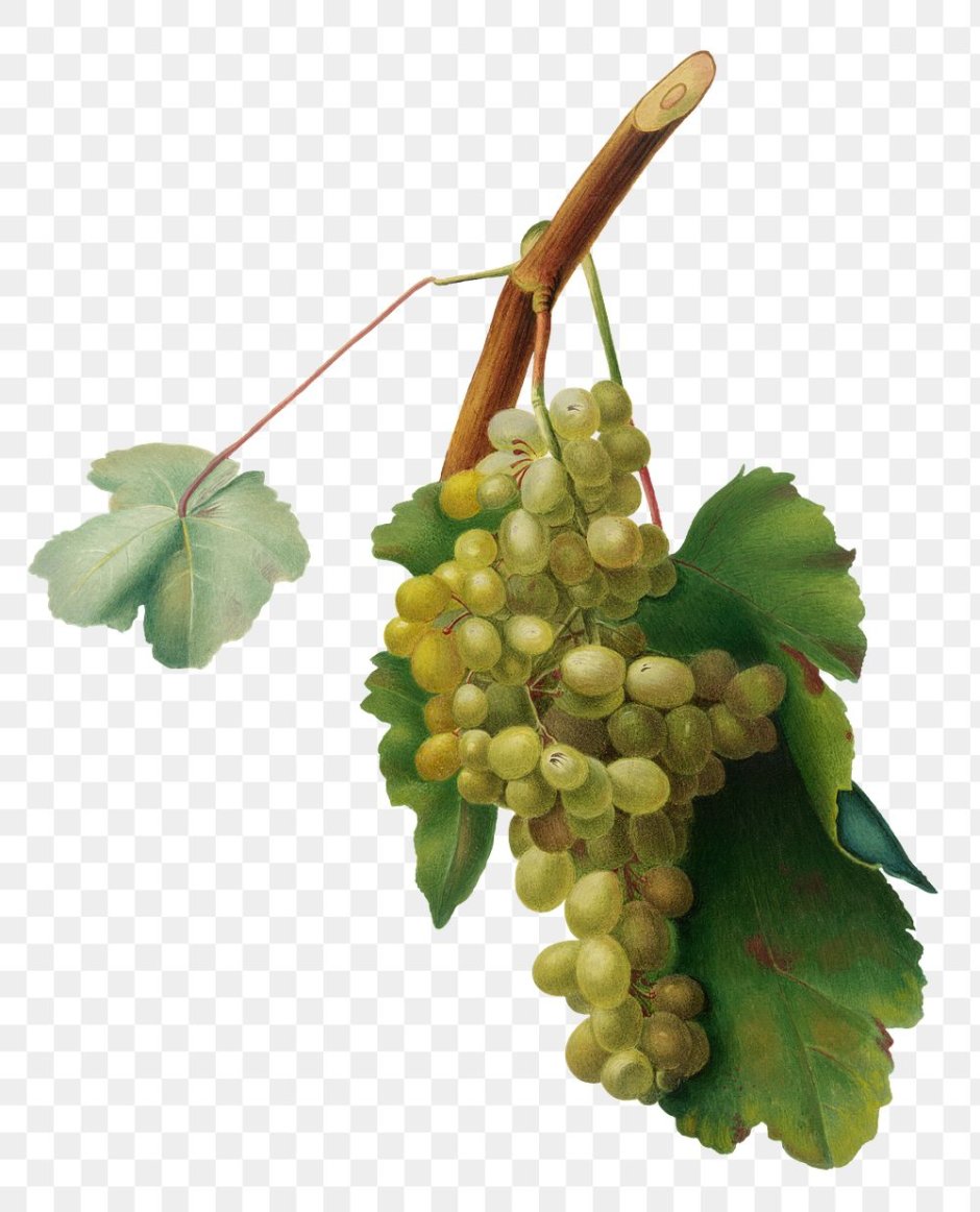 Виноград Vitis