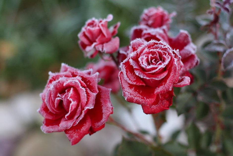 Розарий Канадские розы