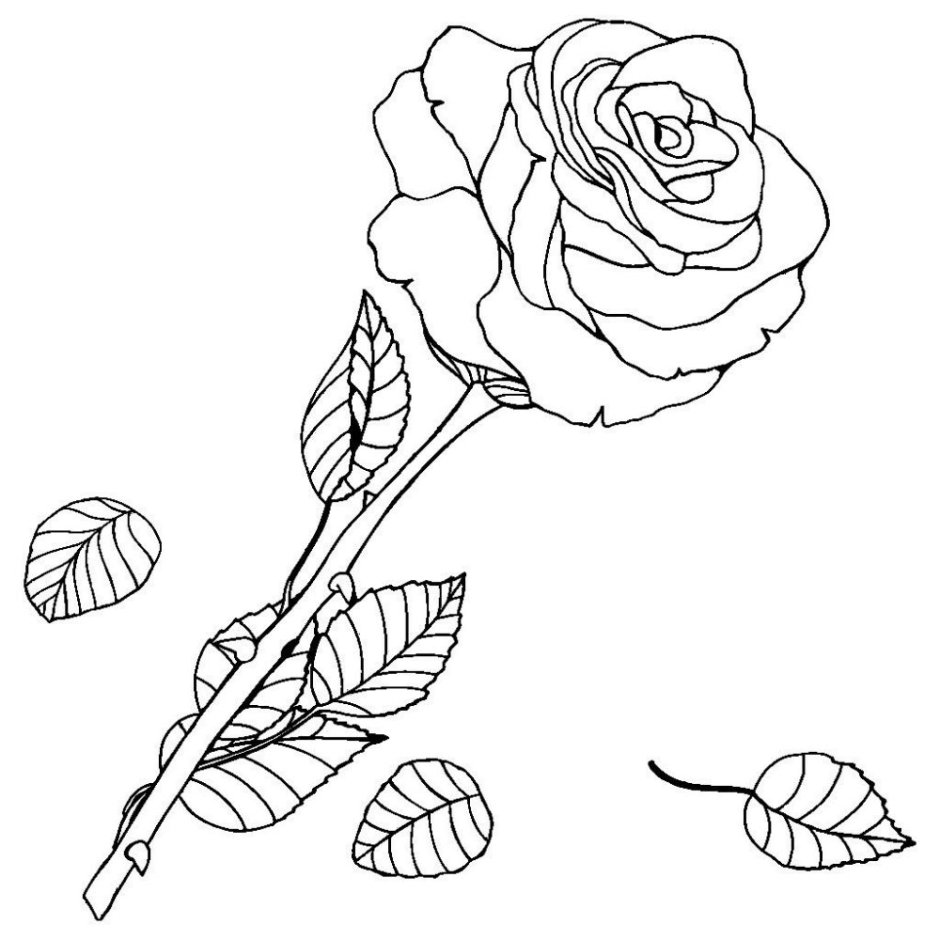 Цветок роза раскраска для детей