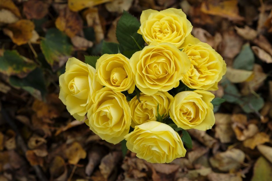 Розебук желтые розы