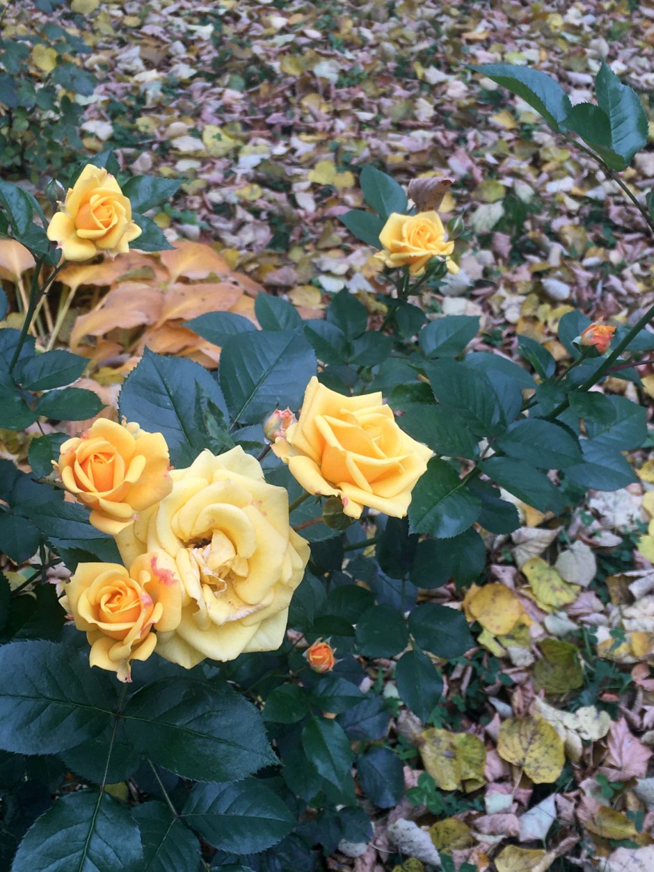 Розы осень