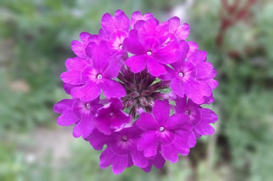 Вербена цветок