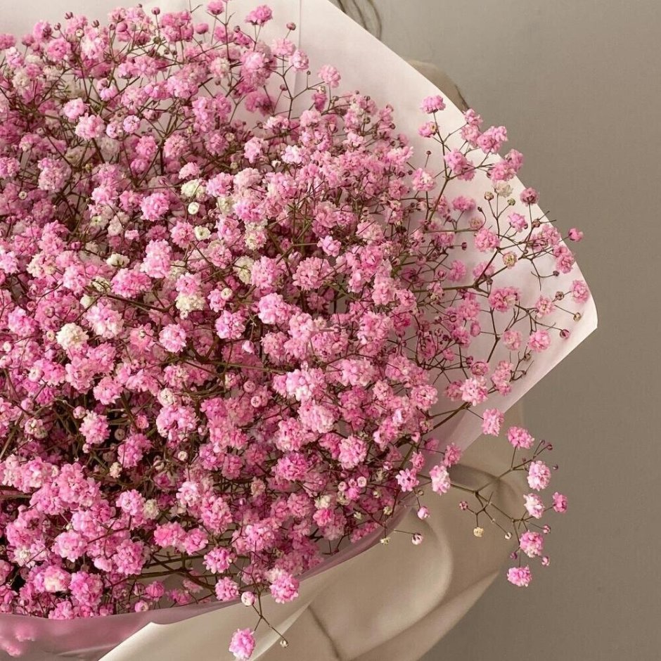 Цветы гипсофила розовая