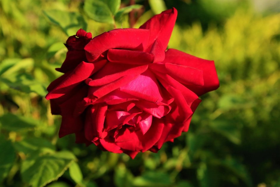 Роза Квадра канадская энциклопедия роз