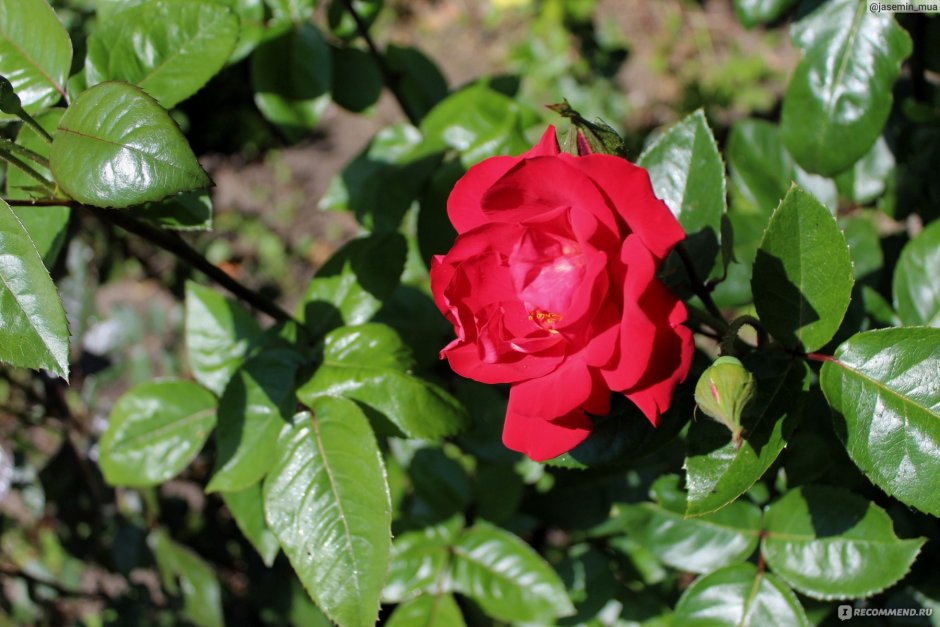 Роза канадская Парковая Ламберт Клосс