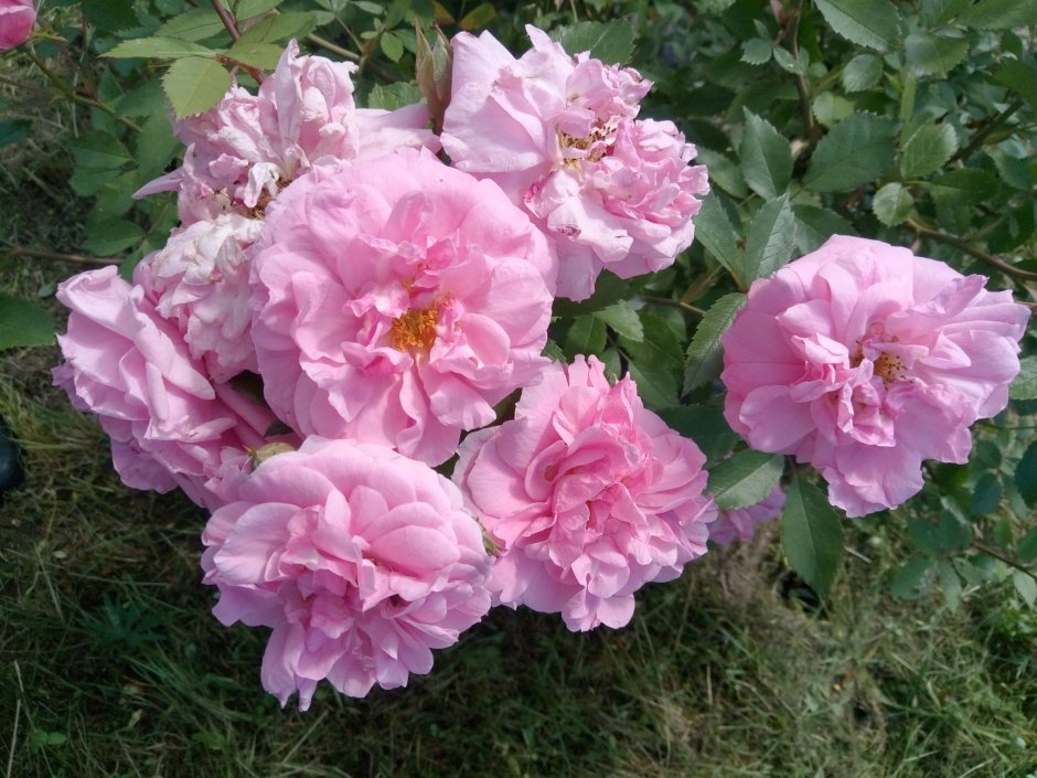 Роза канадская Henry Kelsey (корнесобств., гибрид Kordesii)
