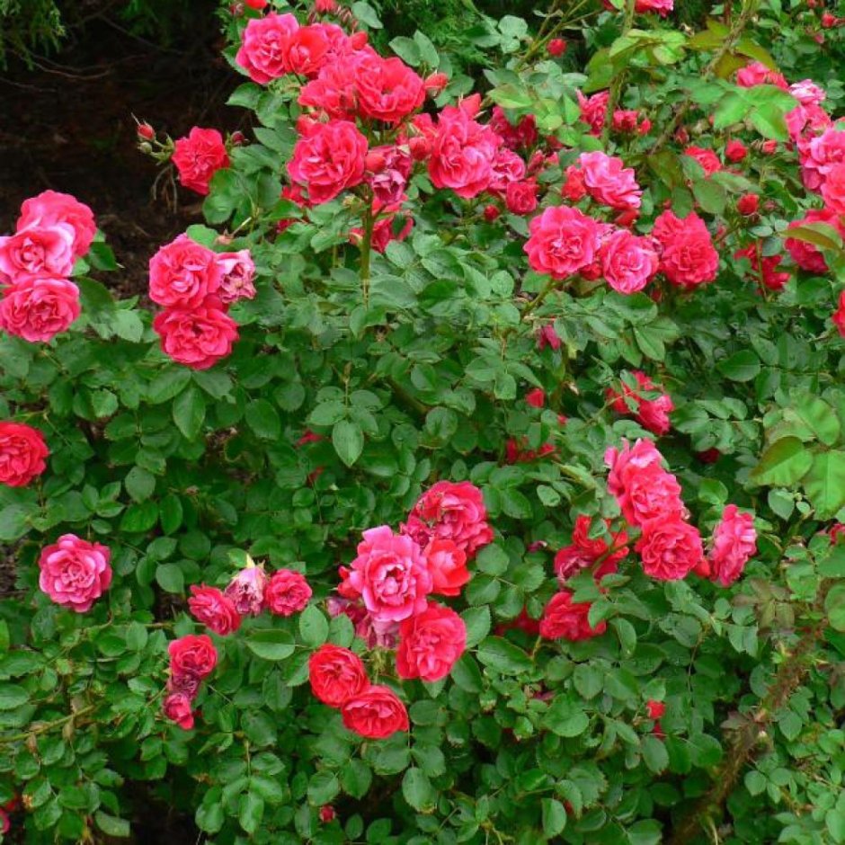 Роза канадская (Rose Canadian George Vancouver
