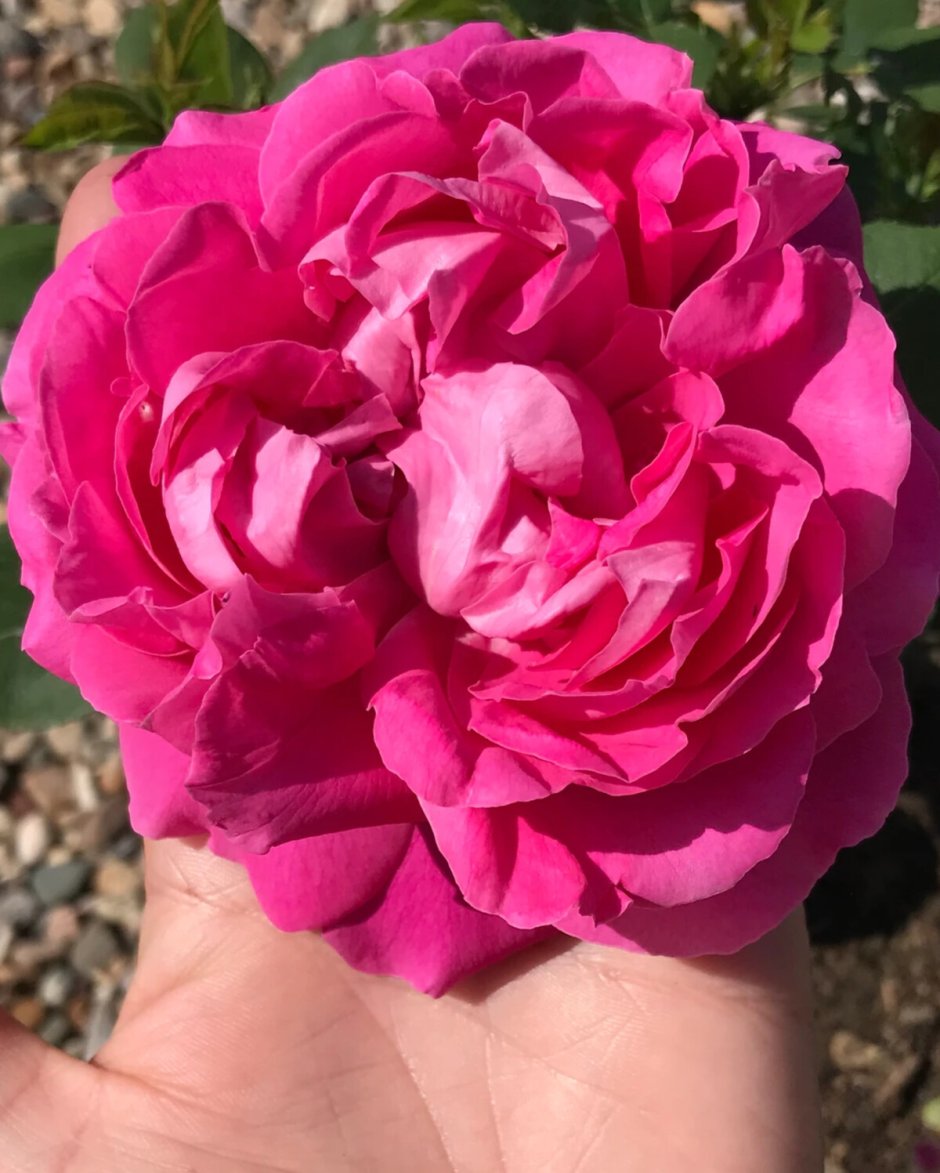 Quadra роза канадская