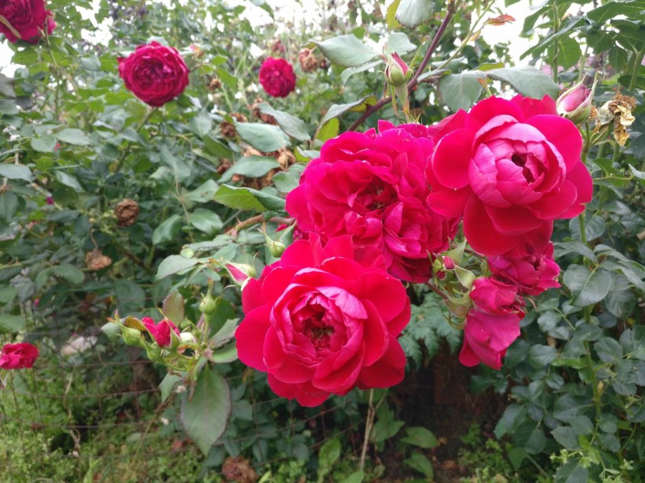 Роза плетистая Квадра