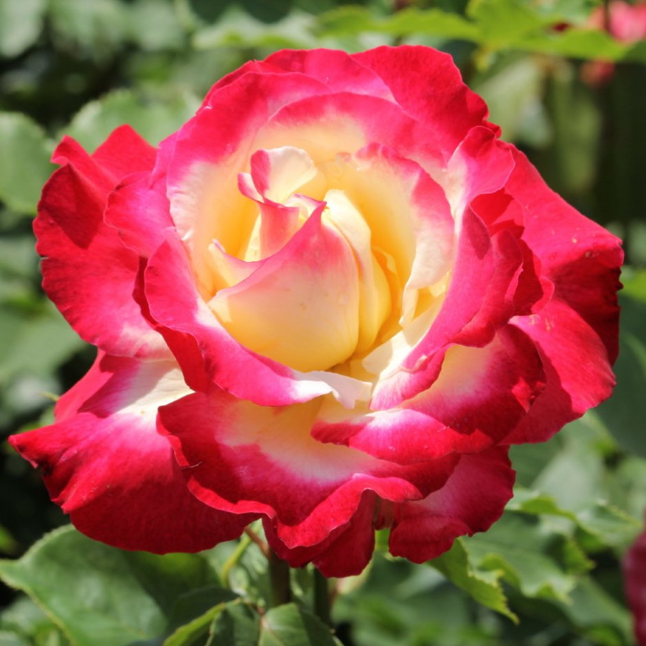 Роза чайно-гибридная Double Delight