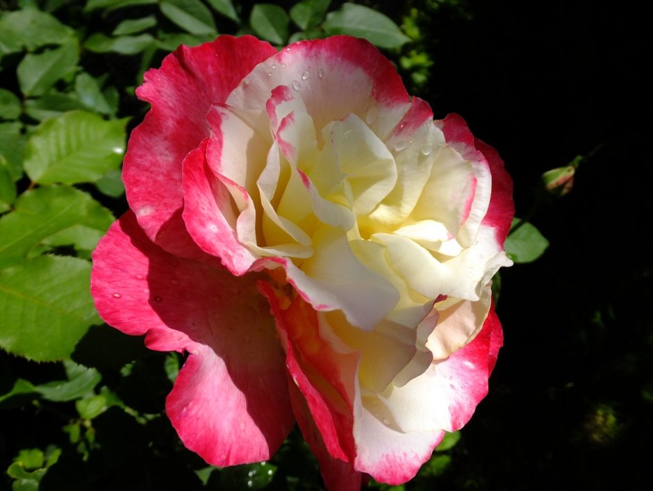 Роза Дабл Делайт в саду