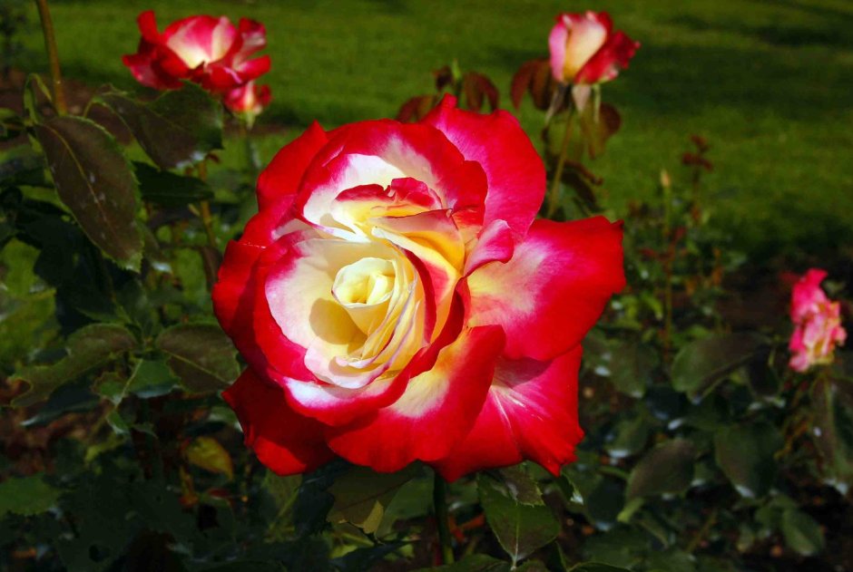 Роза чайно-гибридная Double Delight