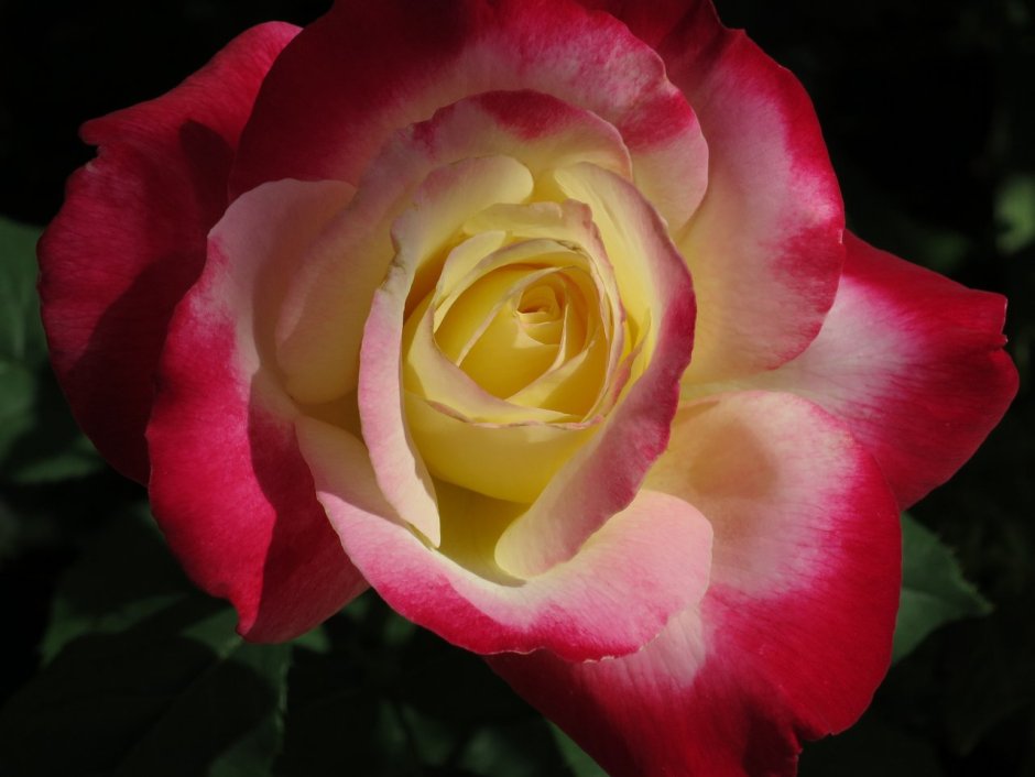 Роза флорибунда роза Дабл Делайт