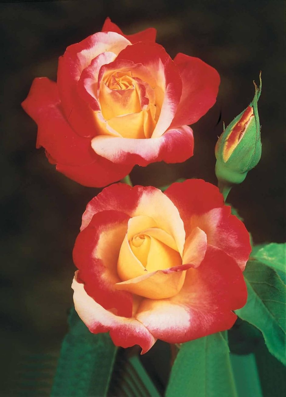 Роза трехцветная сорта