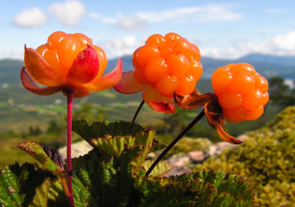 Морошка приземистая (Rubus chamaemorus),