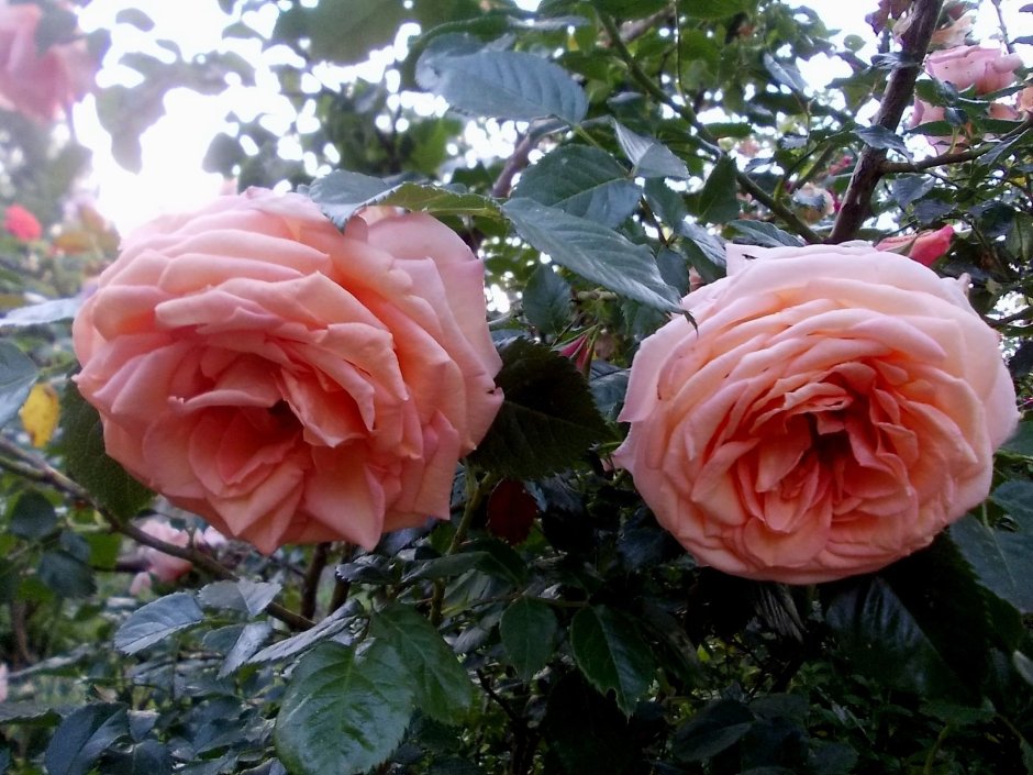 Barock Барок роза плетистая
