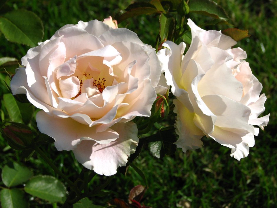 Шрабы рококо (Rokoko) розы