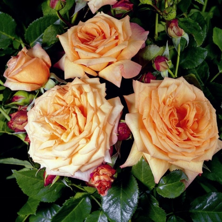Rose Barock (Rosen Tantau, 1999) роза Барок