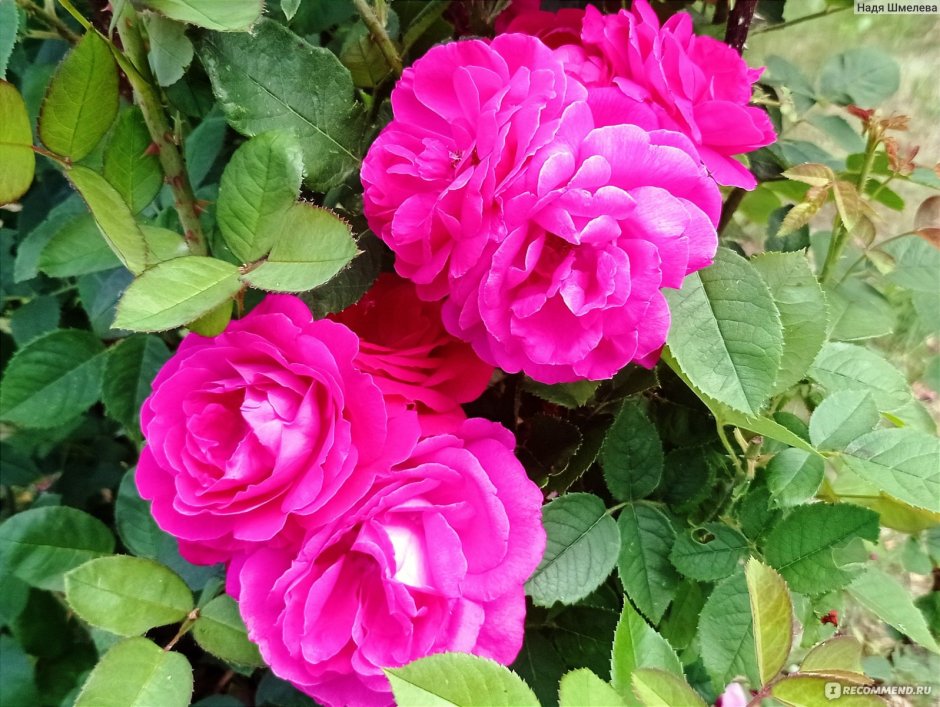 Джон Франклин роза роза