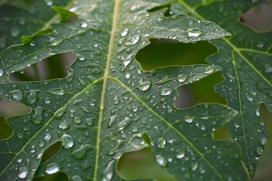 Фото мокрый тропический листва