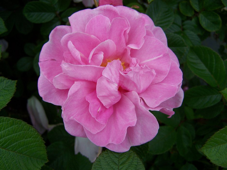 Канадская роза Sweet Adeline