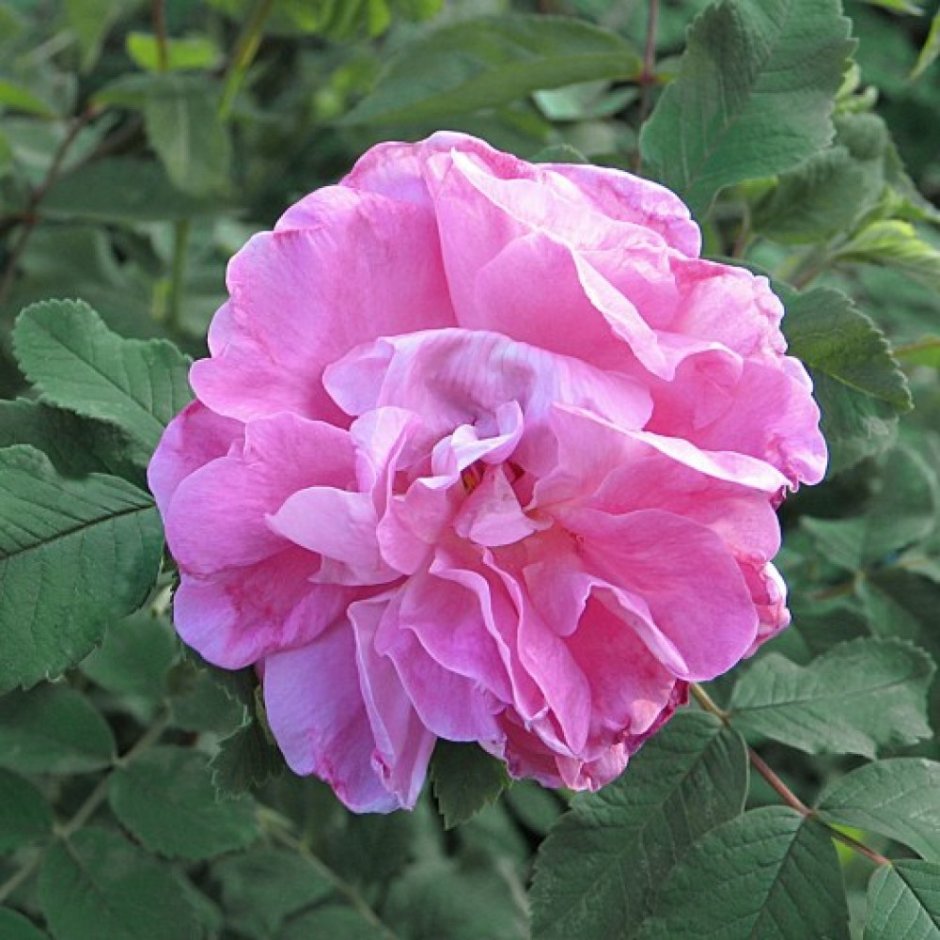 Канадская роза Sweet Adeline