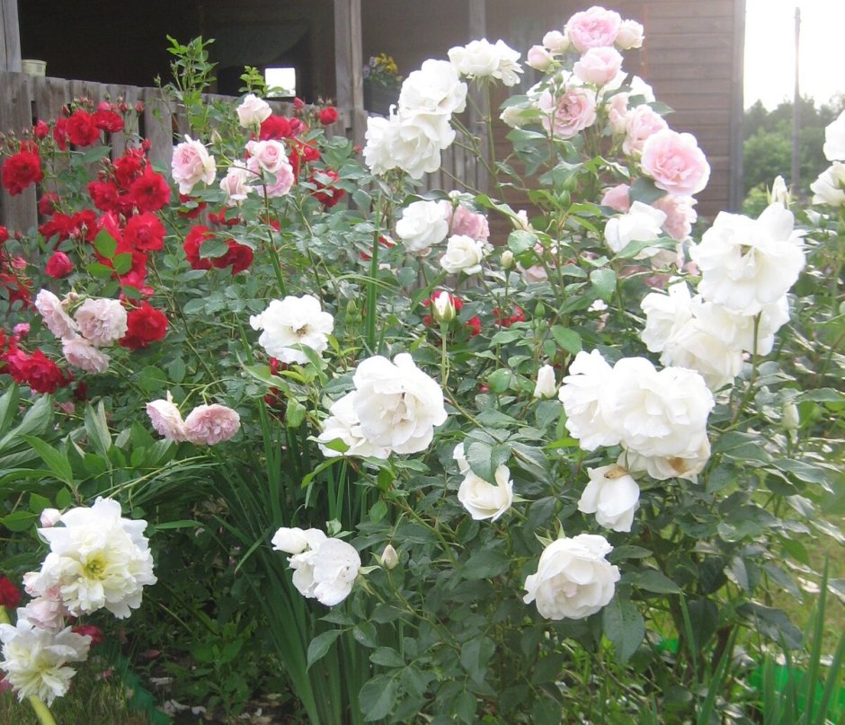 Роза канадская Adélaïde Hoodless (корнесобств., шраб)
