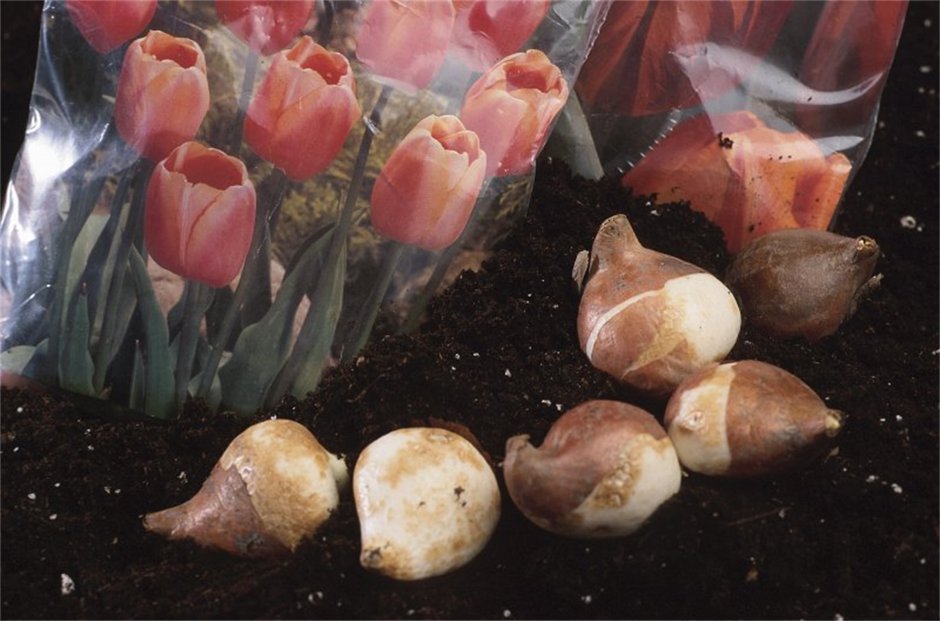 Склероциальная гниль луковиц тюльпана