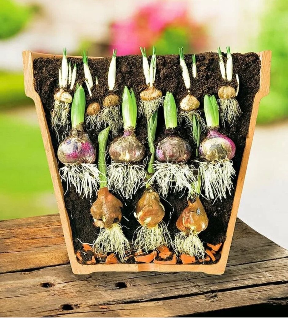 Гладиолусы луковицы проращивать