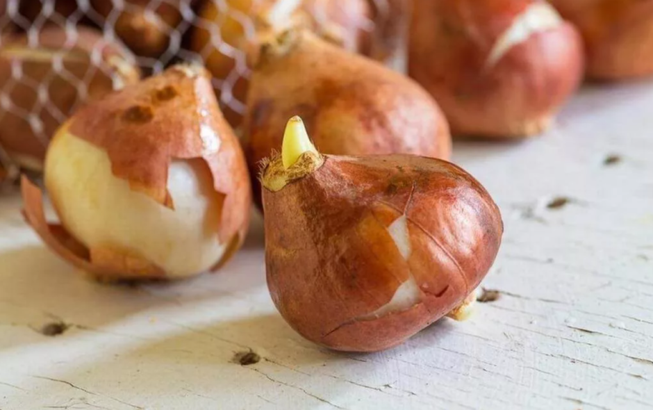 Тюльпановые луковицы съедобные