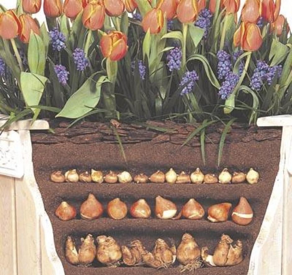 Ящики для луковичных цветов