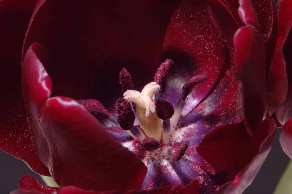 Тюльпан пионовидный бордовый