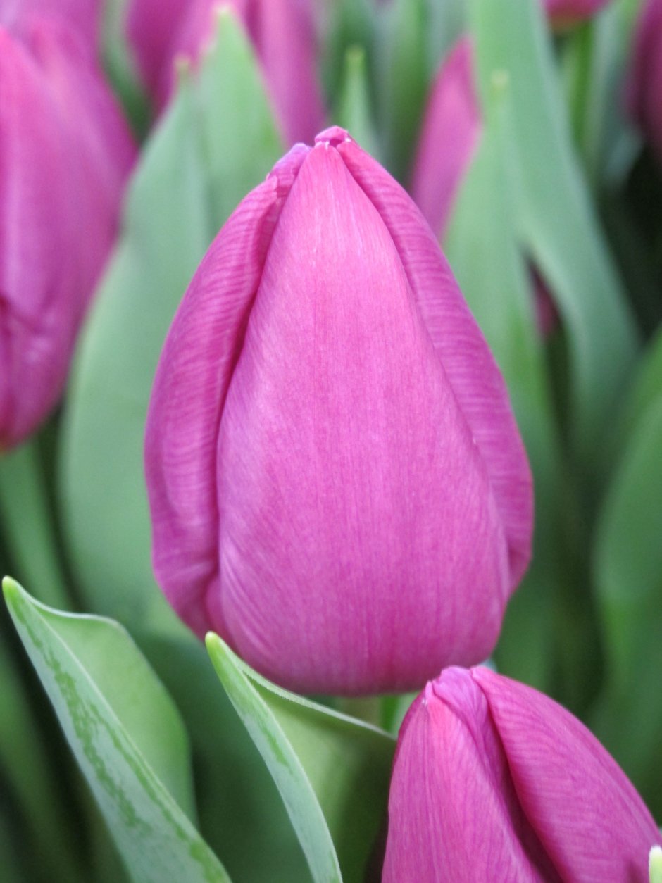 Тюльпан перпл принц (Tulip Purple Prince)