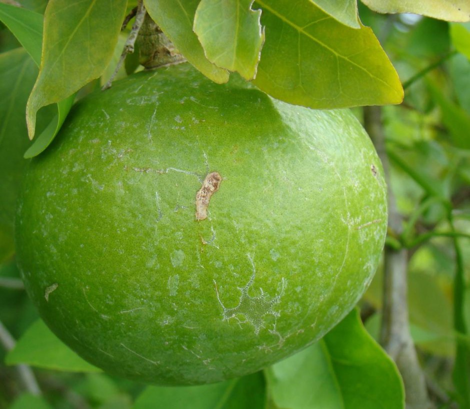 Плод дерева Баиль