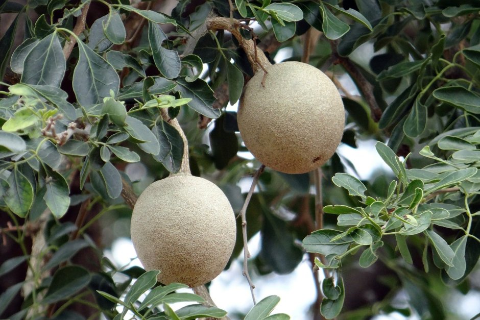 Ферония лимонная («деревянное яблоко», персидский лимон