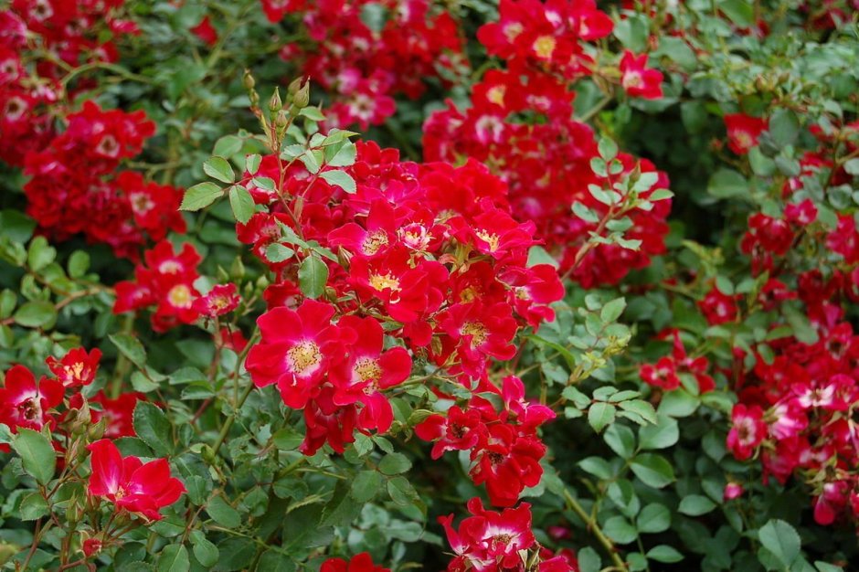 Роза почвопокровная Red Meidiland