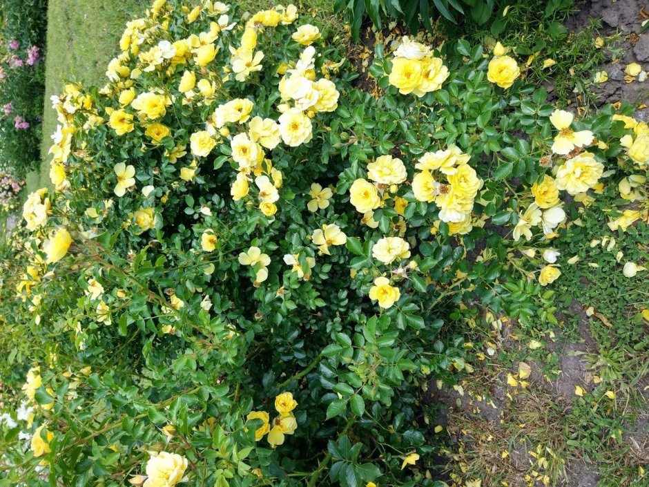 Почвопокровная желтая роза Зонненширм