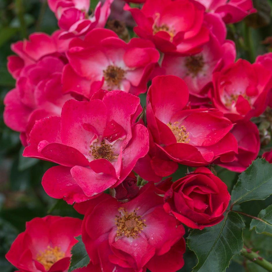 Ред Бланкет роза