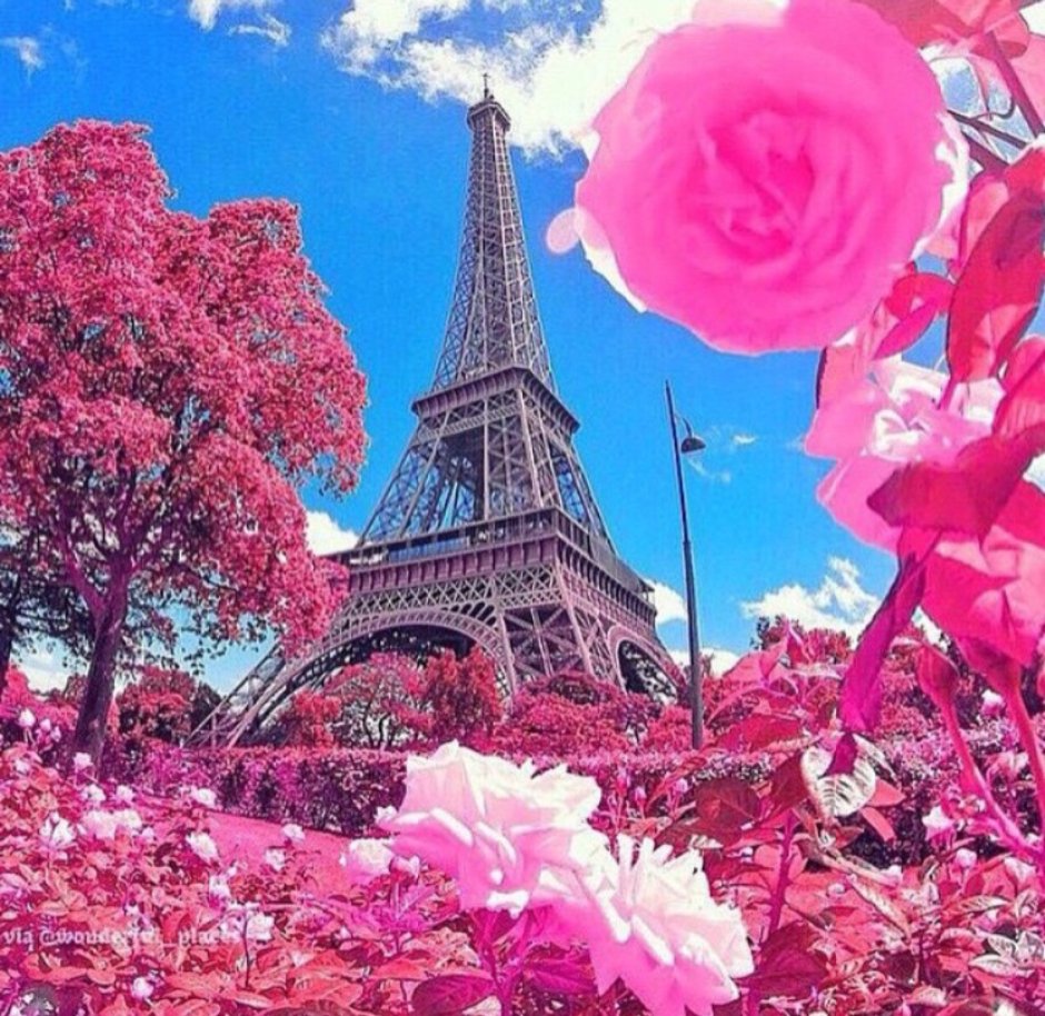 Эйфелева башня в Париже розы