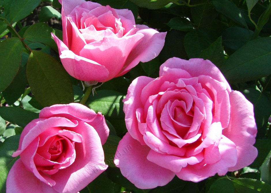 Роза чайно-гибридная Эйфель Тауэр (Rosa Hybrid Tea "Eiffel Tower")