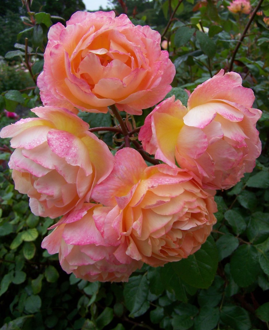 Роза Lady Hamilton