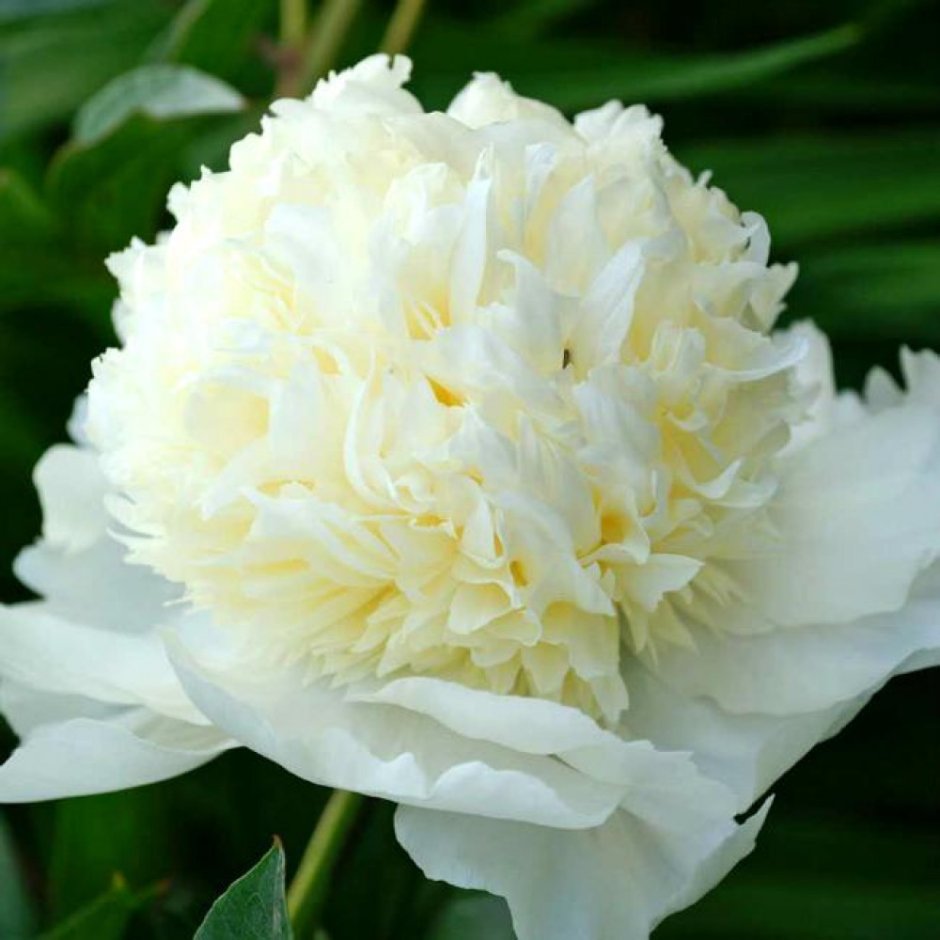 Пион молочноцветковый Charles White