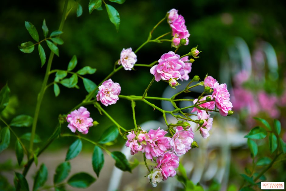 Роза розенгартен цвайбрюкен
